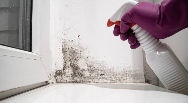 Best Water damage cleanup near me  in USA